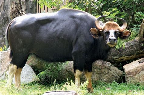 Gaur | Indian, Wild, Bovine | Britannica