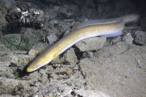 A guide to eel farming | The Fish Site