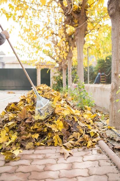 Premium Photo | A person with a rake pushes some dry yellow leaves into the leaf pile