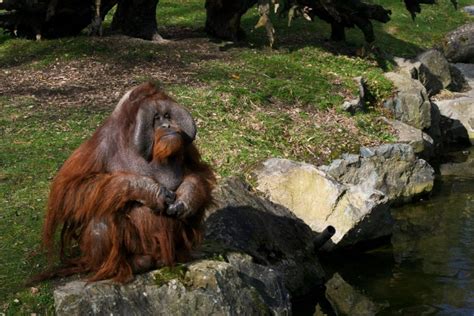 11 Oldest Zoos in the World - Oldest.org