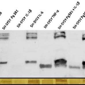 A. Representative western blot chemi doc image (A) from rabbit anti-APP ...