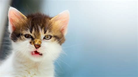 Why Do Cats Open Their Mouths When They Smell?