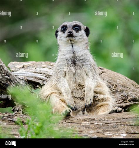 Meerkat (Suricata suricatta) Feeling Fat Stock Photo - Alamy