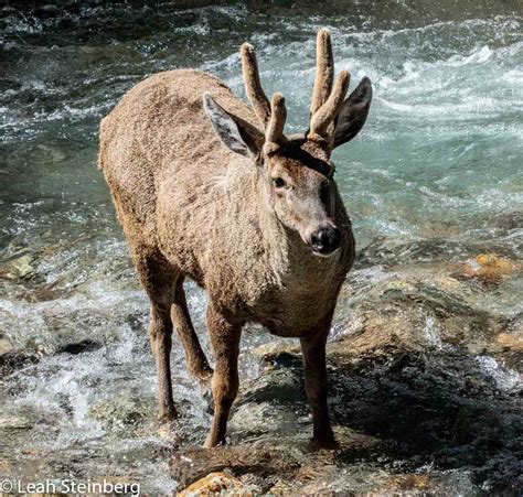 Huemul – Patagonia, Chile – Wildlife 001 – Leah Steinberg Photography