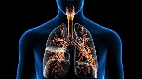 Aparato respiratorio: qué es, funciones, partes, enfermedades