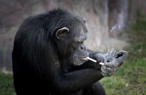 Zoo von Pjöngjang: Schimpanse zündet sich Kippen selbst an - Panorama - Stuttgarter Nachrichten