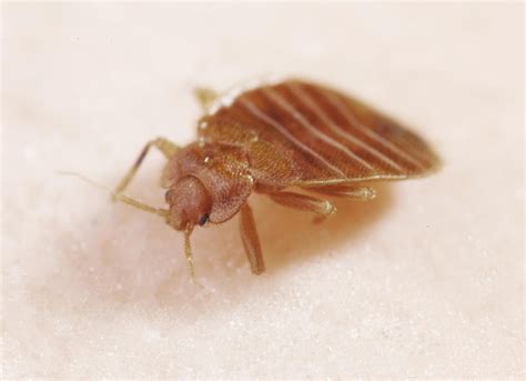 Everything You Need to Know About Bedbugs and Travel