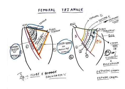 femoral ring - TCML - The Charsi of Medical Literature