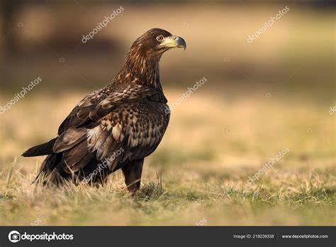 White Tailed Eagle Natural Habitat Stock Photo by ©kwasny222 218239338