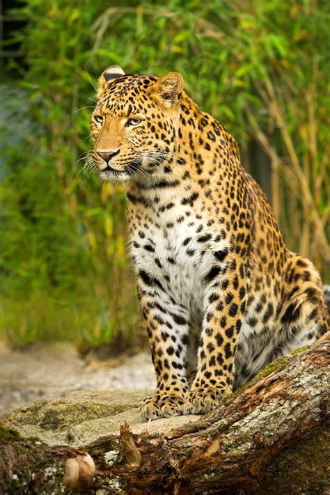 stock.xchng - Leopard sitting on a Rock (stock photo by Krappweis) [id: 1395356] | Leopard ...