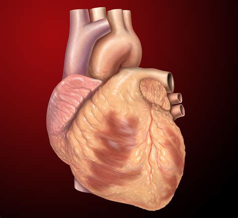 File:Heart anterior exterior view.jpg - Wikimedia Commons