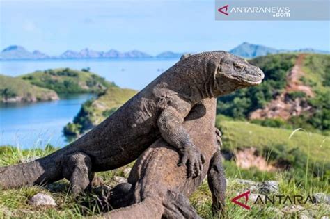 Wisata Pulau Komodo – newstempo