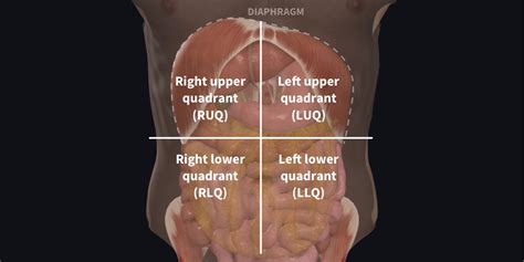Describe the Clinical Divisions or Quadrants of the Abdominal Region - LolakruwIrwin