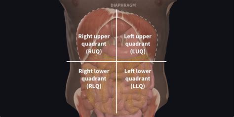 Abdominal Anatomy Quadrants