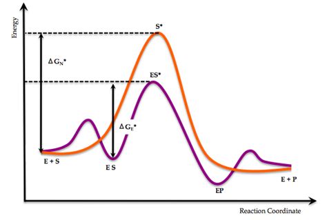 Transition State Analogues of Enzymatic Reaction as Potential Drugs ...