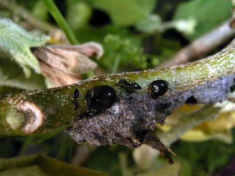 Black scale | Insects and Organic Gardening