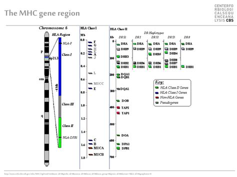 PPT - MHC Polymorphism PowerPoint Presentation, free download - ID:479268