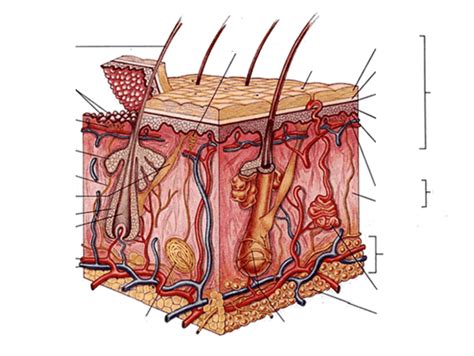 Skin Labeling Diagram | Quizlet