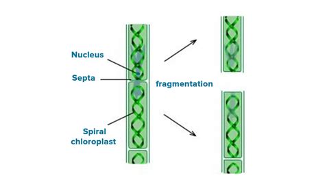 What type of asexual reproduction is found in Spirogyra?