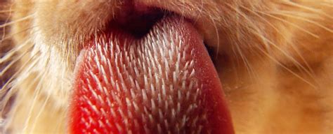 cat_tongue_close_up_photo - Cat Tales