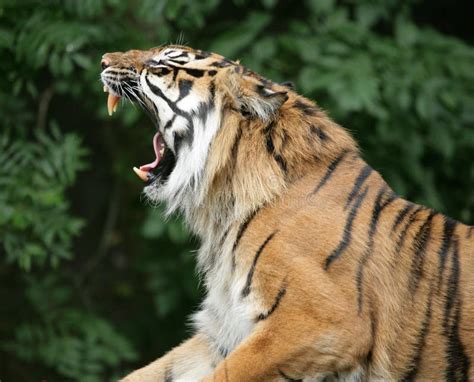 Tiger roaring stock photo. Image of animal, stripes, mouth - 39136330