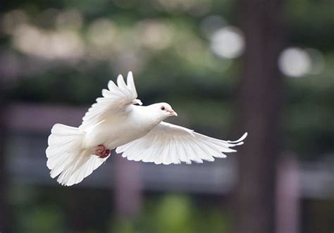 Dove Symbolism & Meaning & the Dove Spirit Animal