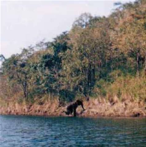 Solitary female in Idukki Wildlife Sanctuary. | Download Scientific Diagram