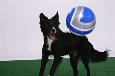 How to Play Soccer With Your Dog | Pets