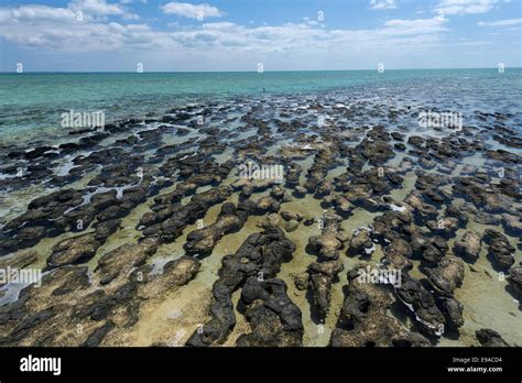 Stromatolites at Shark Bay Stock Photo - Alamy