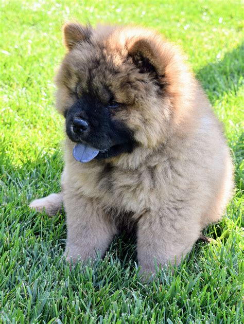 A Chow Chow Puppy at the Farm - The Martha Stewart Blog