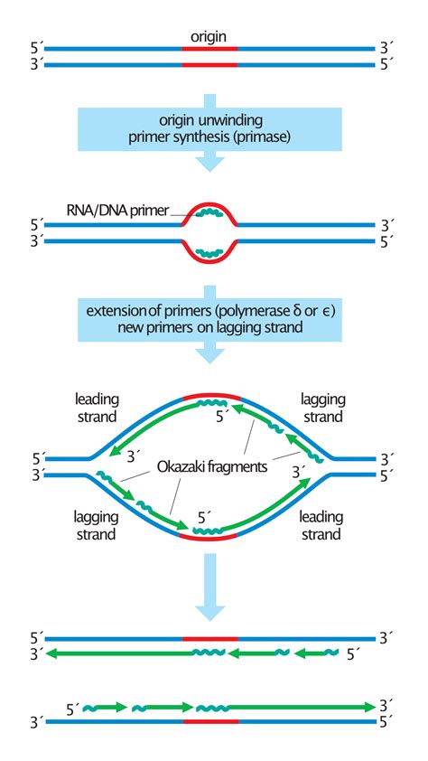 Okazaki fragments - Wikipedia