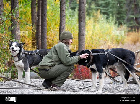 Park ranger training sled-dogs. Sled-dog kennels. Denali National Park. Alaska. USA Stock Photo ...