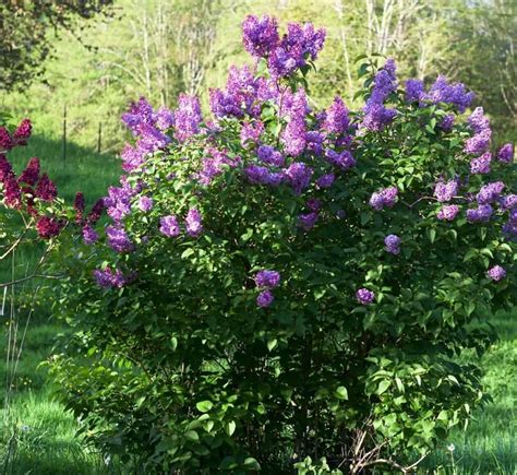 Spring Flowering Bushes You'll Love | Homemade Food Junkie