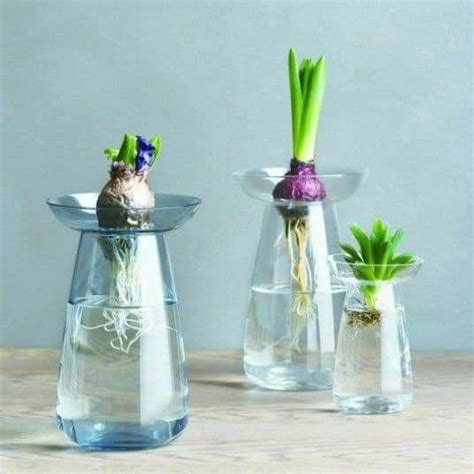 Hydroponics. How to grow plants in water? in 2020 | Bulb vase, Aqua culture, Glass vase