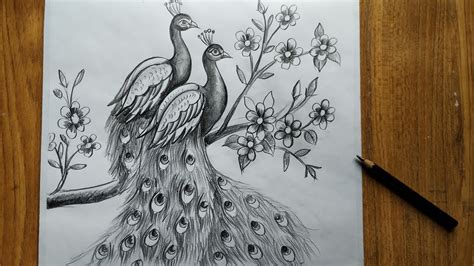 Newest For Peacock Pencil Drawing Easy - Perangkat Sekolah