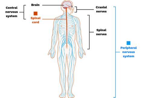 Peripheral Nervous System - Labster