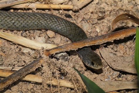 Freshwater Snake or Keelback (Tropidonophis mairii), Mitch… | Flickr