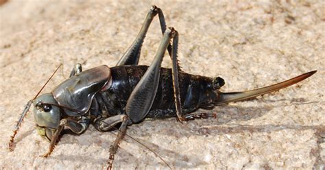 Mormon crickets on the move again in Nevada