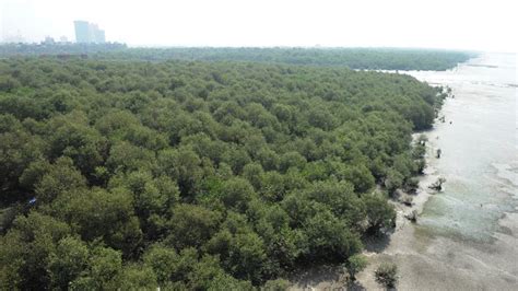 Carbon stock loss in mangrove forests: India ranks 8th – Conservation Action Trust