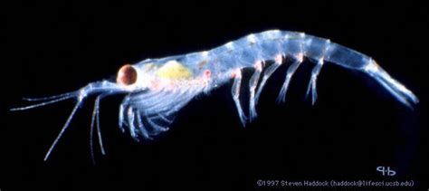 glowing shrimp | Deep sea creatures, Crustaceans, Animals of the world