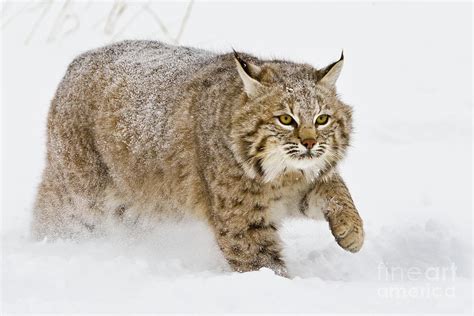 Bobcat in Snow Photograph by Jerry Fornarotto - Pixels