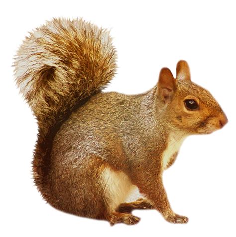 Squirrel Png Free Download Squirrel Png - Clip Art Library