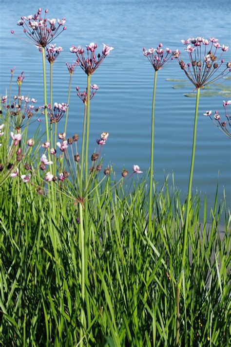 Plant World: Butomus umbellatus