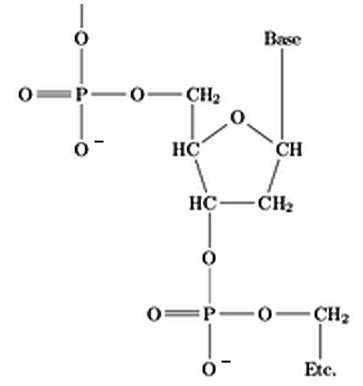 biochemistry - Chemistry of the phosphodiester bond in RNA - Biology Stack Exchange