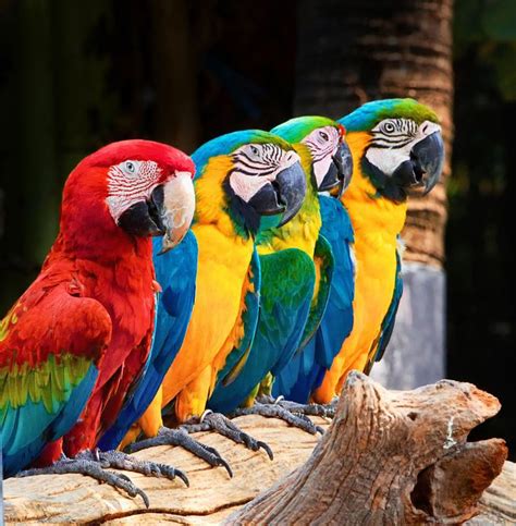 62 best images about Parrots and Macaws on Pinterest | Free iphone 4 ...