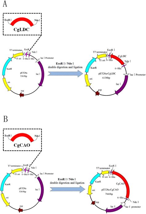 Construction of expression plasmids. (A) Construction of the expression... | Download Scientific ...