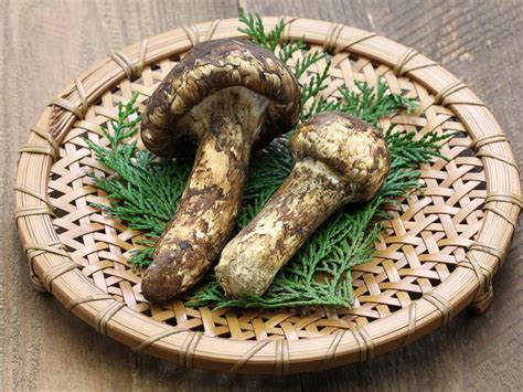 Why has matsutake mushroom cultivation not been a success? | Organic mushrooms | Biobritte ...