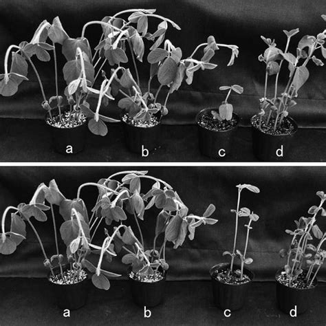 Effects of Pythium oligandrum strain D11 on seedling stands of soybean... | Download Scientific ...