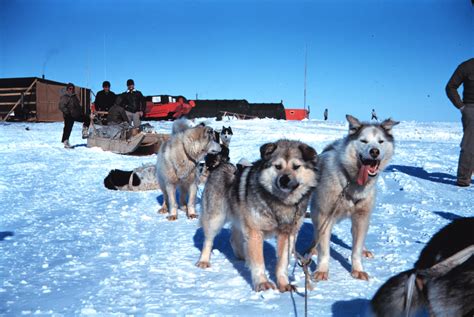 File:Sled dogs.jpg - Wikimedia Commons