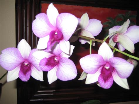 Purple white orchids wallpaper | 2048x1536 | #31517